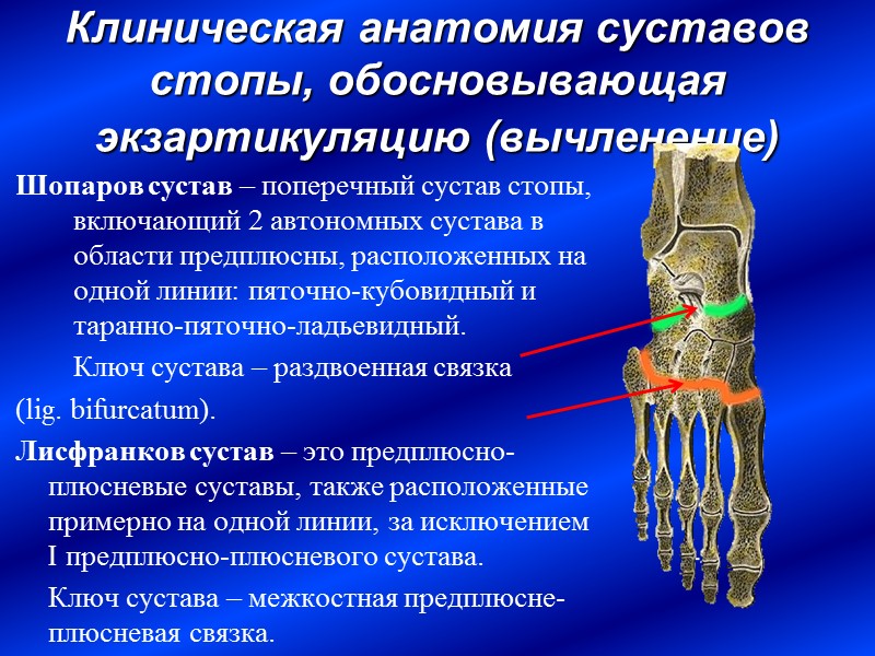 Клиническая анатомия суставов стопы, обосновывающая экзартикуляцию (вычленение)  Шопаров сустав – поперечный сустав стопы,